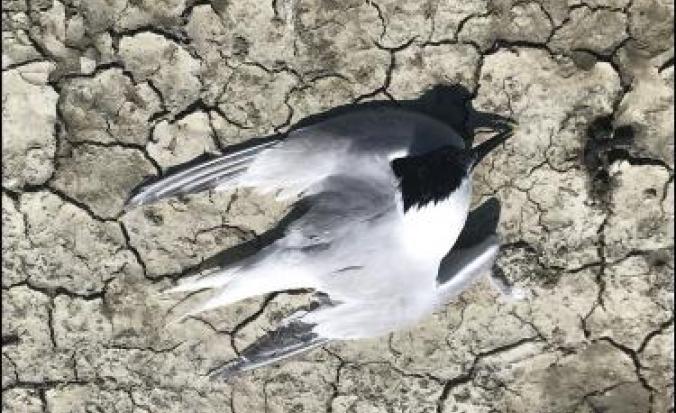 vogelgriep