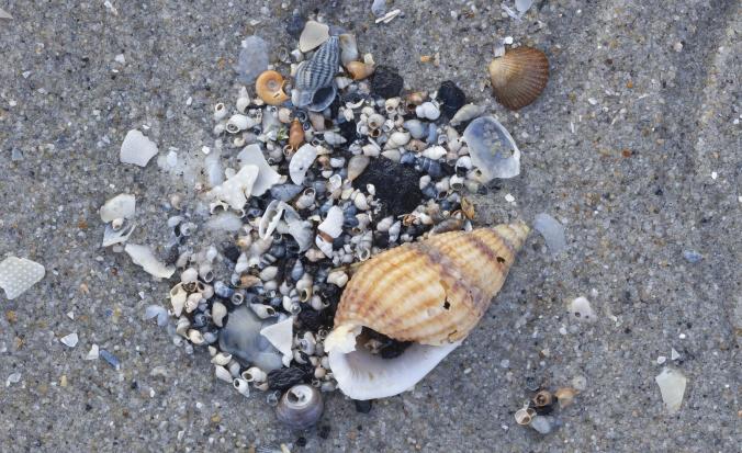 Verzameling schelpen met gevlochten fuikhoorn en wadslakjes en kokerworm Circeis spirillum