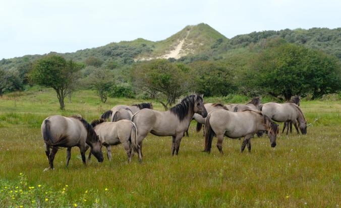 Koniks in Oranjezon