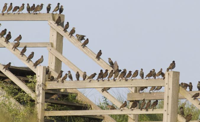 Spreeuwen op de leuning van een strandtrap