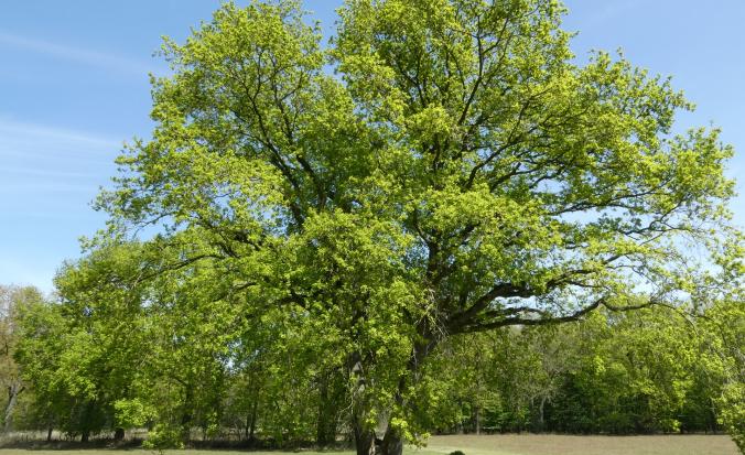 Grote veteraanboom op grasveld