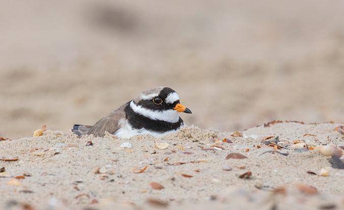 Bontbekplevier op het strand