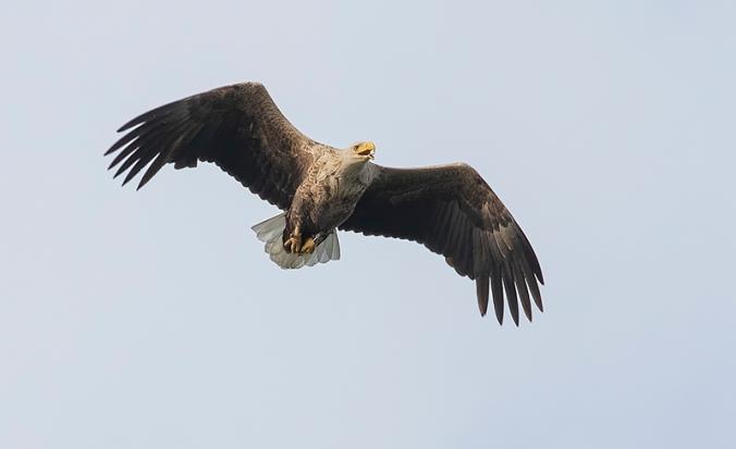 Zeearend in vlucht