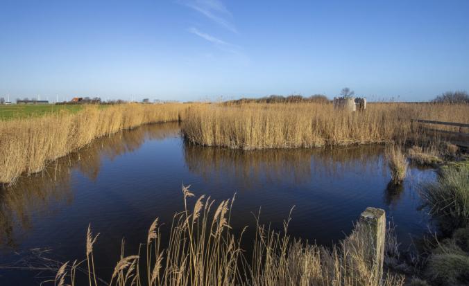 Kreek met kronkelende water omzoomd met riet met donkerblauwe lucht