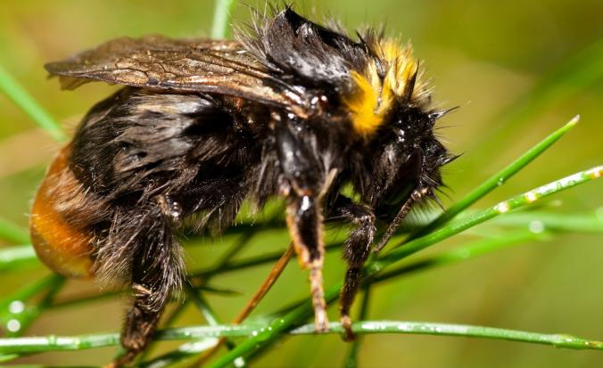 Weidehommel natgeregend op grasspriet