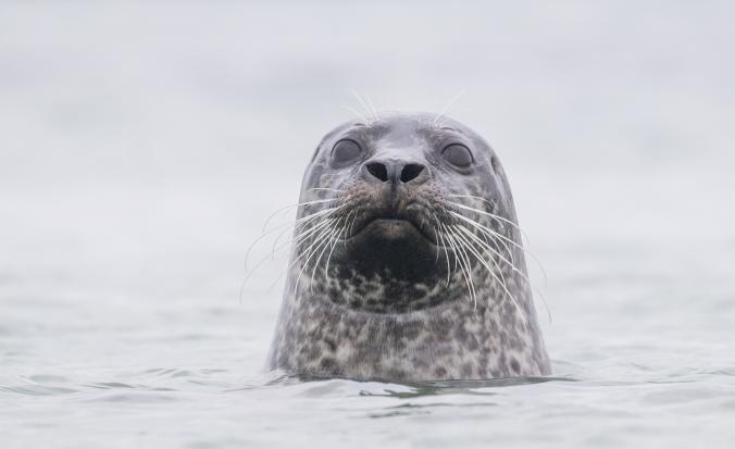 Nationaal Park Oosterschelde - Gewone zeehon