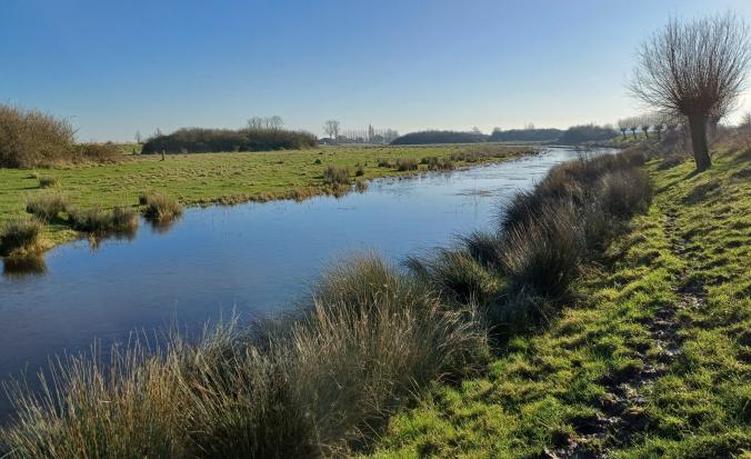 Knotwilgen en kreken in Zeeland