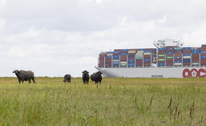 Zeevaart langs Westerschelde - Saeftinghe