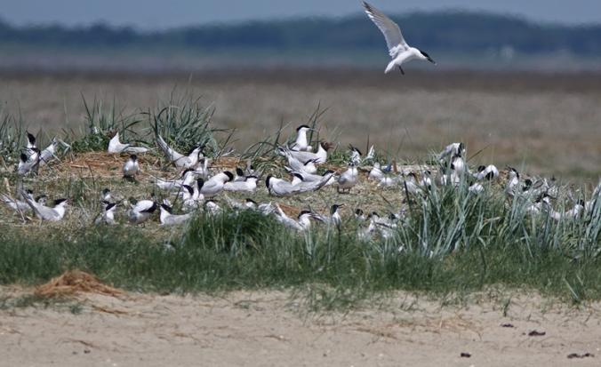 Westerschelde sterns op Hooge Platen