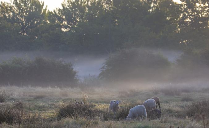 Brigdamse Padje Middelburg, schaapjes in de mist