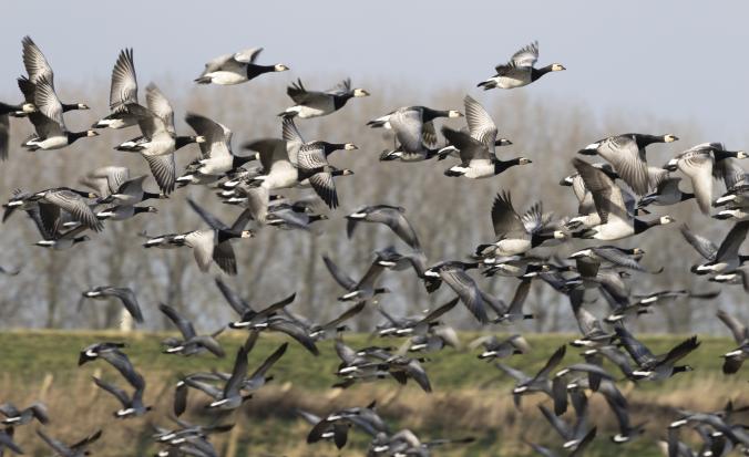 Opvliegende brandganzen