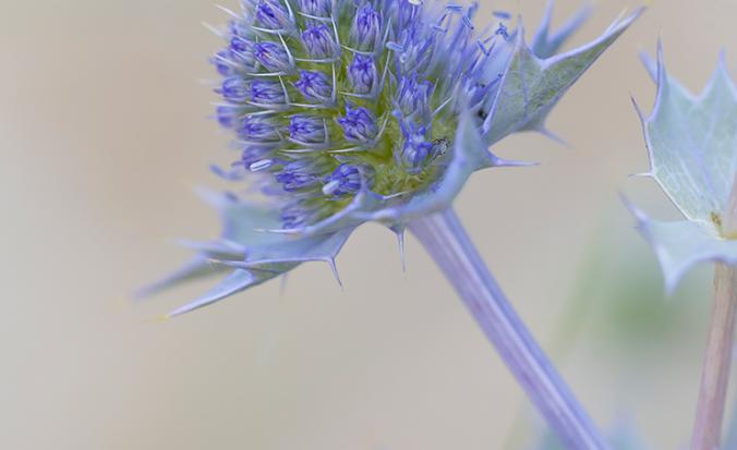 Blauwe zeedistel
