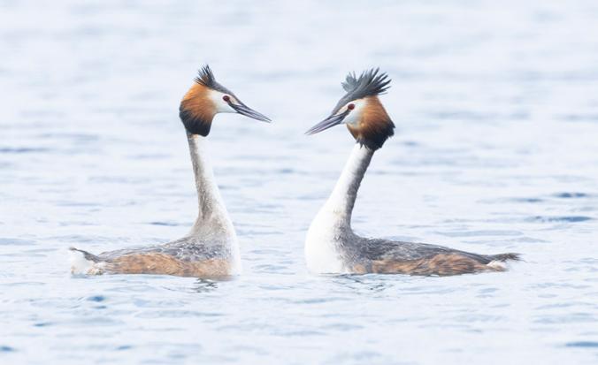 twee futen die elkaar aankijken in het water