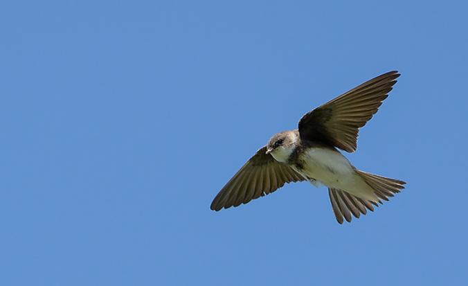 Oeverzwaluw in vlucht